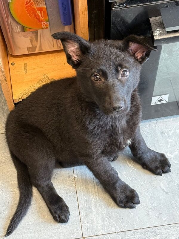 German Shepherd puppies for sale in Redditch, Worcestershire – KC registered, 1 year old - Image 3 of 3