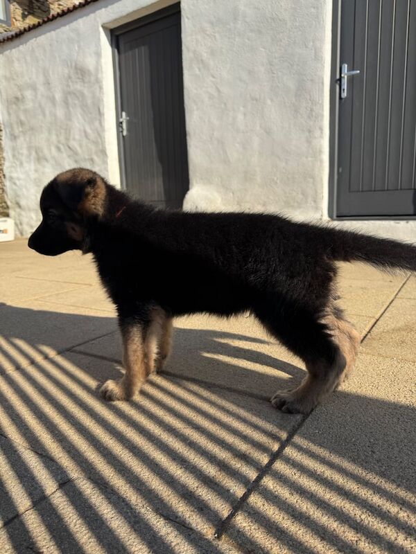 German Shepherd puppies for sale in Londonderry, County Londonderry – 11 months old - Image 2 of 3