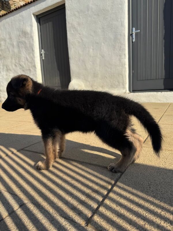 German Shepherd puppies for sale in Londonderry, County Londonderry – 11 months old - Image 3 of 3