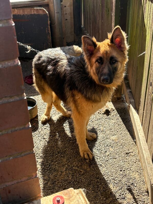 German shepherd puppies for sale in Bishop Auckland, Durham