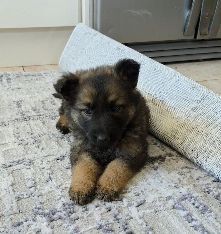 German Shepherd puppies for sale in Bonnyrigg, Midlothian | Image 2