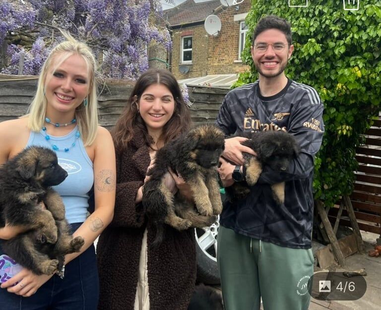 German Shepherd puppies for sale in Plumstead, Greater London