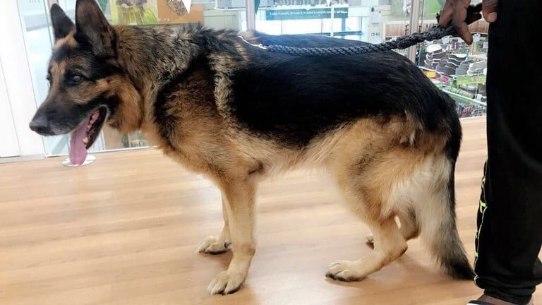 German Shepherd puppies for sale in Plumstead, Greater London – 8 months old - Image 2 of 3