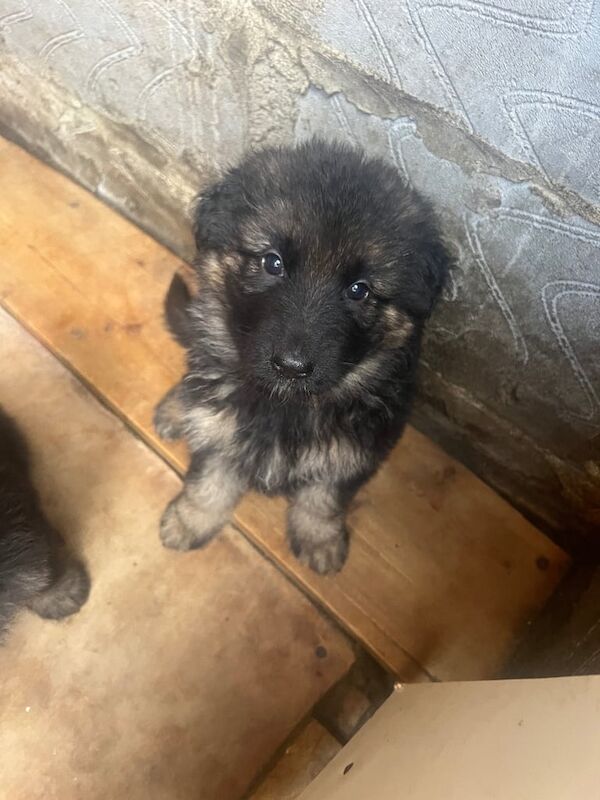 German Shepherd puppies for sale in Plumstead, Greater London – 8 months old - Image 3 of 3