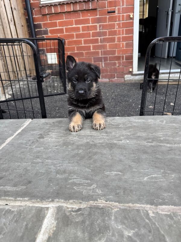 German shepherd puppies for sale in Sheffield, South Yorkshire