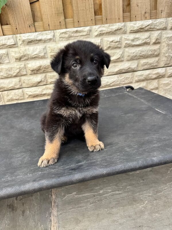 German shepherd puppies for sale in Sheffield, South Yorkshire | Image 2