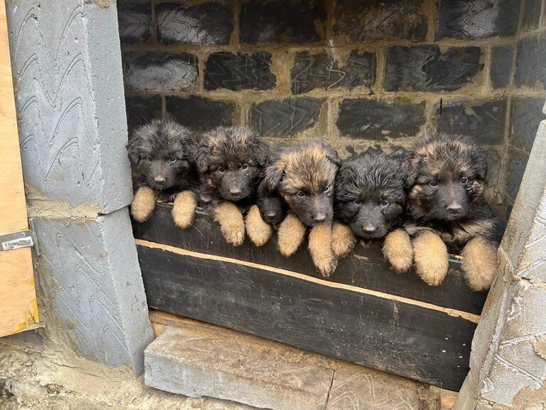German Shepherd puppies for sale in Plumstead, Greater London