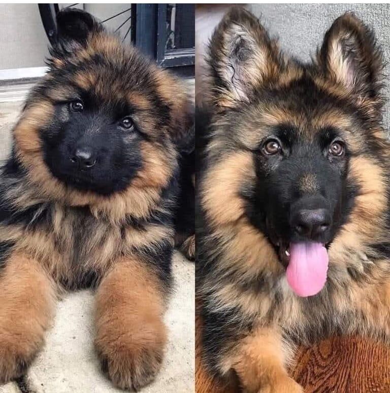 German Shepherd puppies for sale in Plumstead, Greater London - Image 2