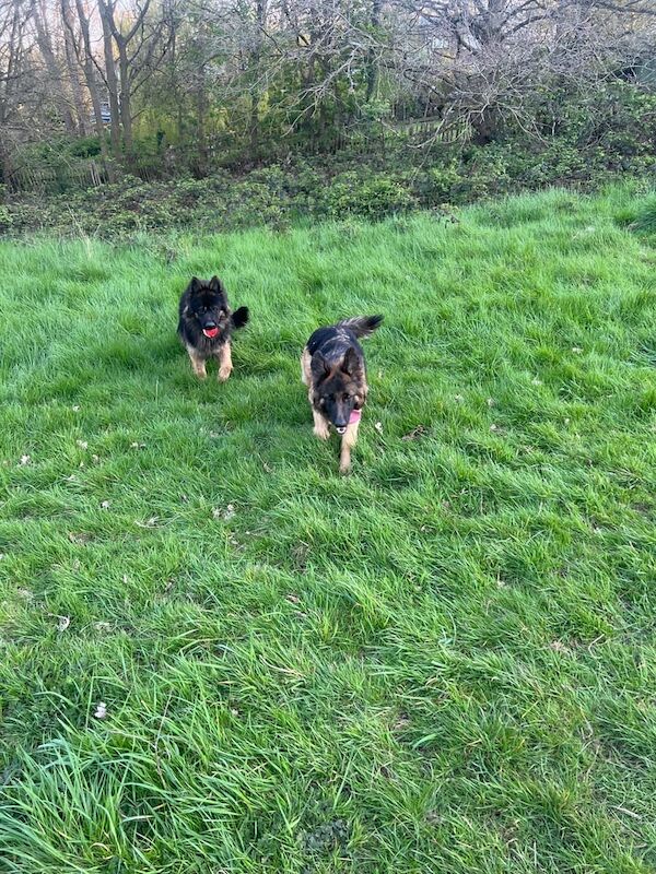 German Shepherd puppies for sale in Plumstead, Greater London - Image 3