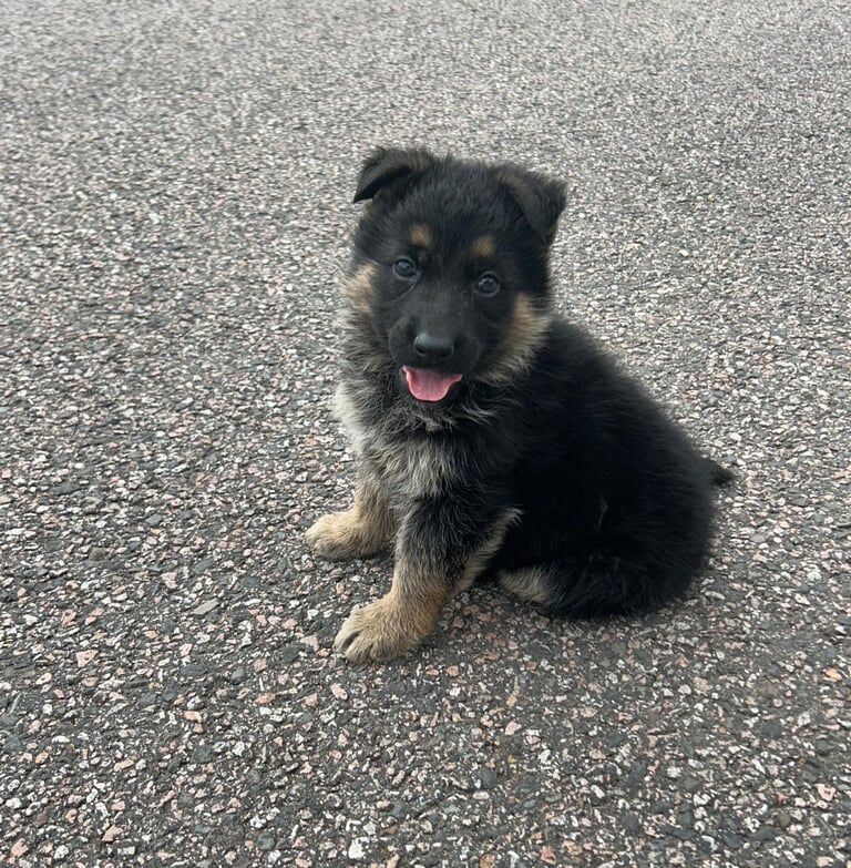 German shepherd puppies for sale in Romford, Greater London
