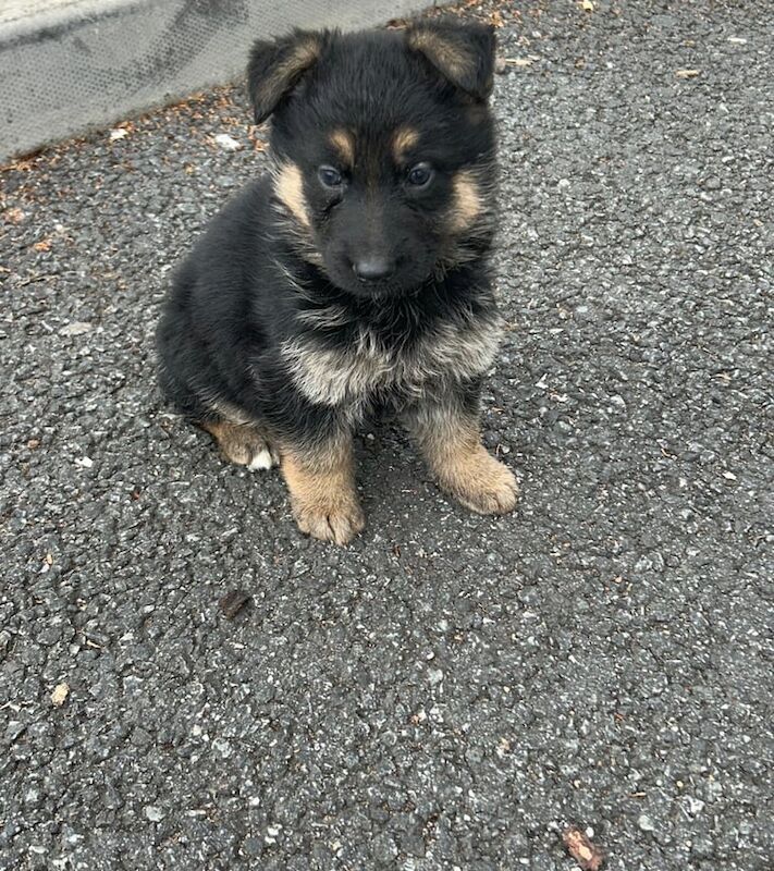 German shepherd puppies for sale in Romford, Greater London - Image 2