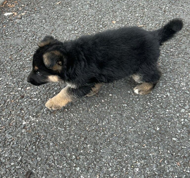 German shepherd puppies for sale in Romford, Greater London - Image 3
