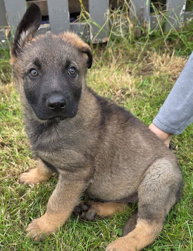 German shepherd puppies for sale in Boston, Lincolnshire