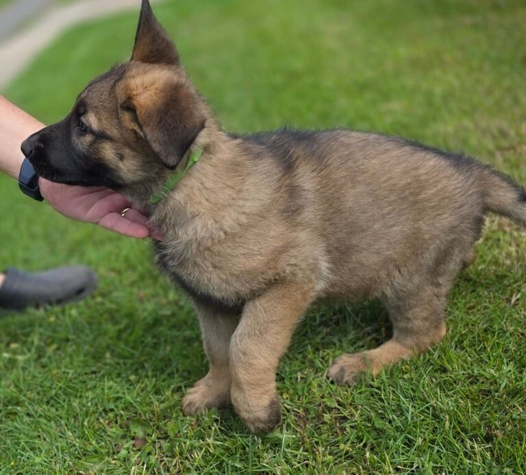 German Shepherd puppies for sale in Boston, Lincolnshire – 8 months old - Image 2 of 3
