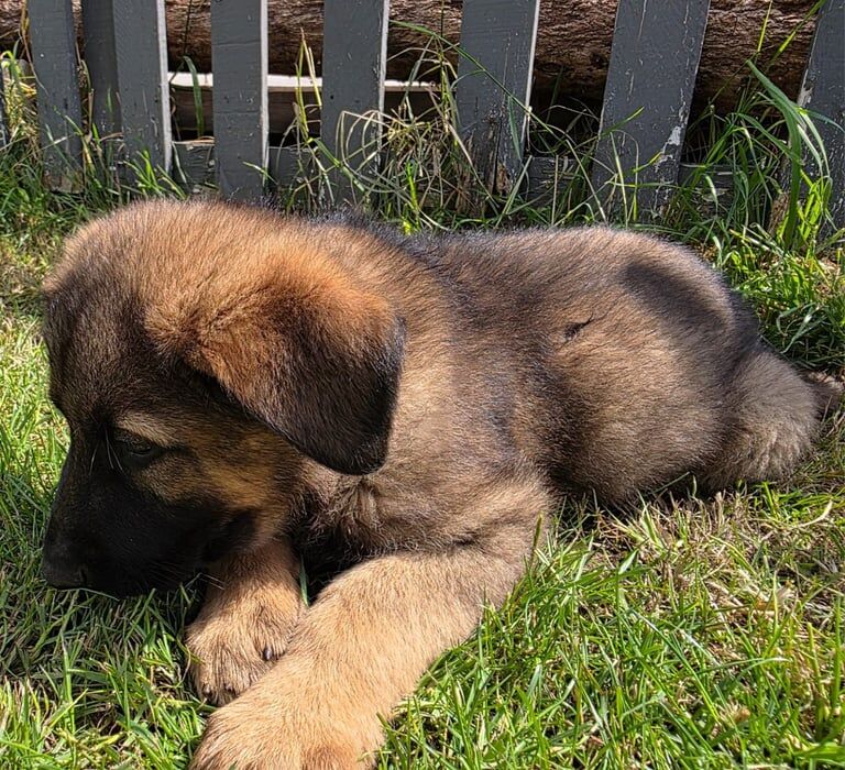 German Shepherd puppies for sale in Boston, Lincolnshire – 8 months old - Image 3 of 3