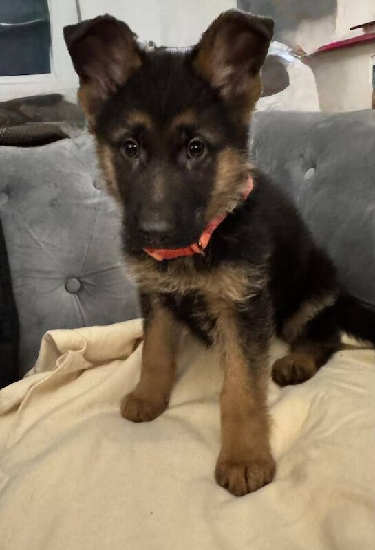 GERMAN SHEPHERD PUPPIES for sale in Coatbridge, Lanarkshire