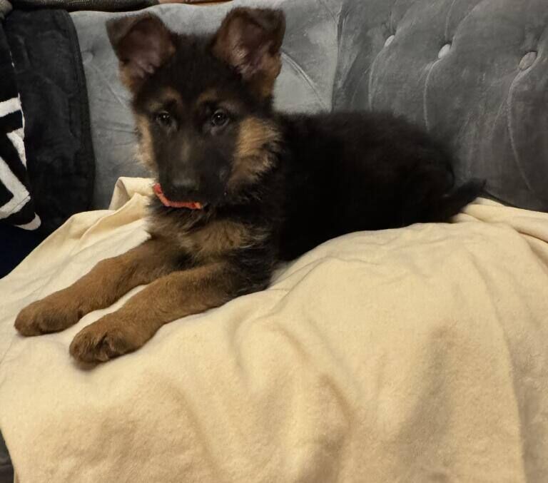 German shepherd puppies - Image 2 of 3