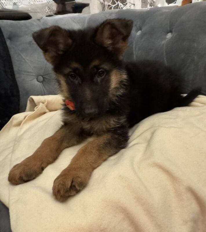 German shepherd puppies - Image 3 of 3