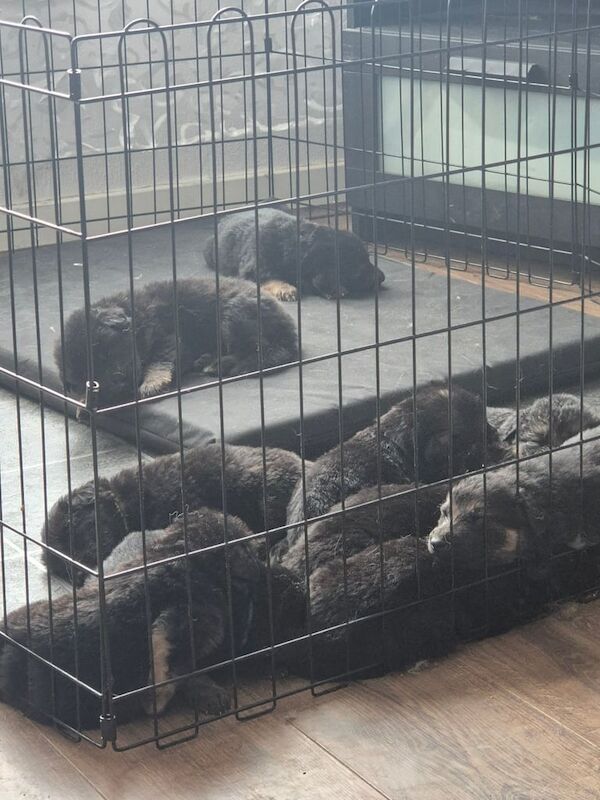 German shepherd puppies for sale in Glasgow, City of Glasgow | Image 2