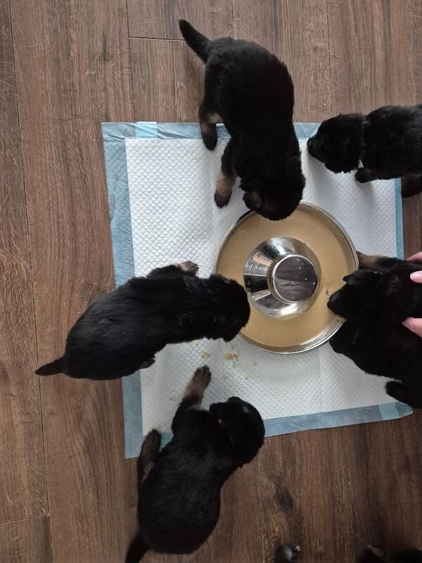 German shepherd puppies for sale in Glasgow, City of Glasgow | Image 3