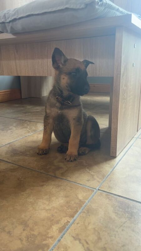 German shepherd puppies - Image 2 of 2