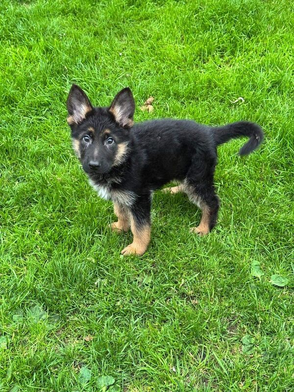 German Shepherd Puppies for sale in Bargeddie, Lanarkshire