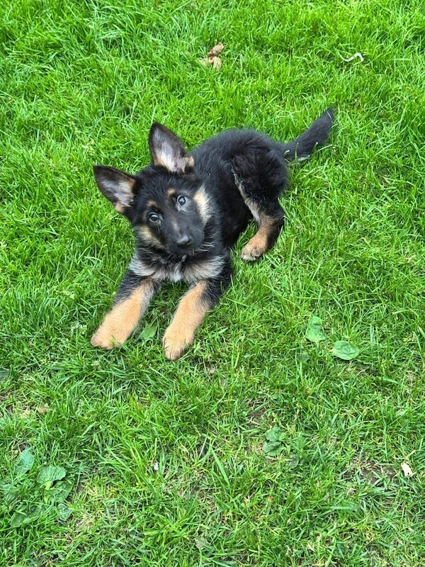German Shepherd Puppies - Image 2 of 3