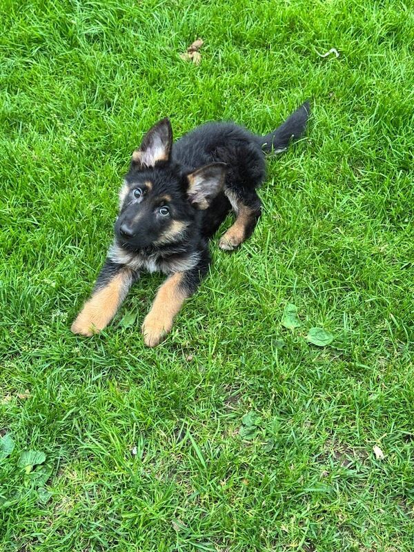 German Shepherd Puppies - Image 3 of 3