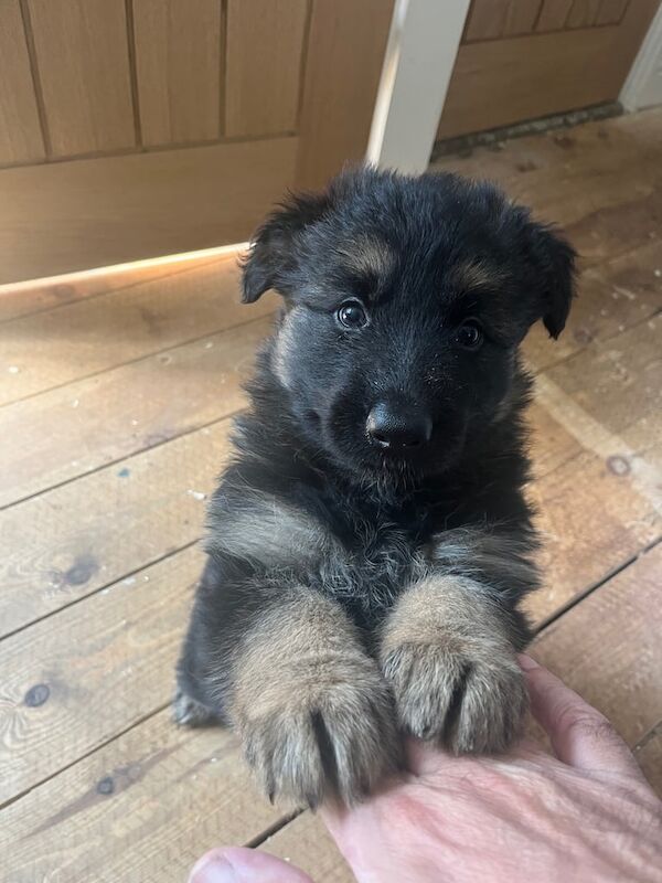 German Shepherd puppies for sale in Saltburn-by-the-Sea, North Yorkshire – 10 weeks old