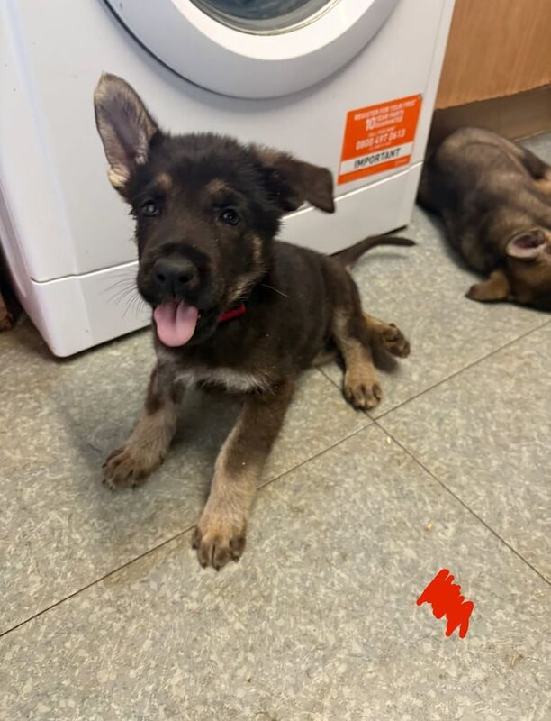 German Shepherd puppies for sale in Scunthorpe, Lincolnshire – 7 weeks old