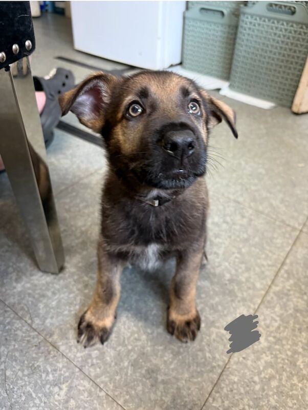 German Shepherd puppies for sale in Scunthorpe, Lincolnshire – 9 weeks old - Image 2 of 3