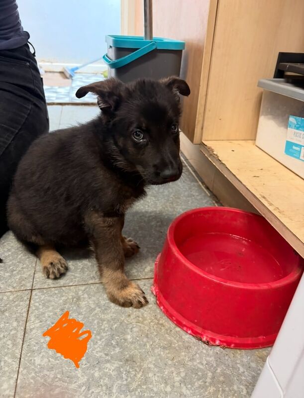 German Shepherd puppies for sale in Scunthorpe, Lincolnshire – 9 weeks old - Image 3 of 3