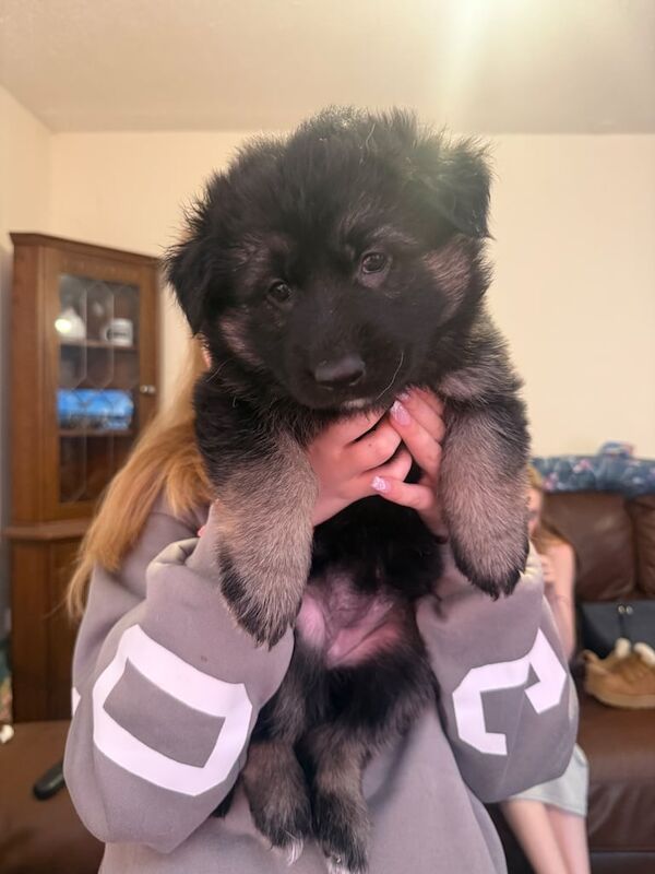 German Shepherd puppies for sale in Norwich, Norfolk – 5 weeks old