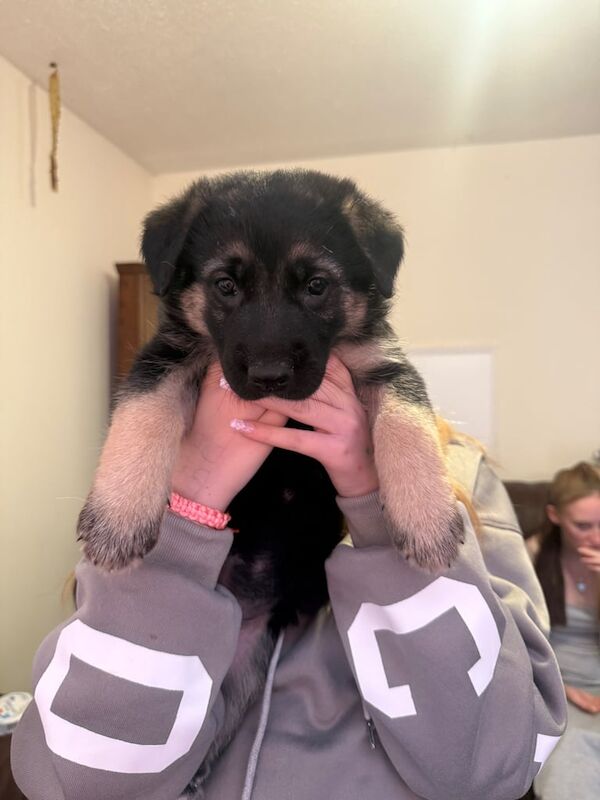 German Shepherd puppies for sale in Norwich, Norfolk – 6 weeks old - Image 2 of 3