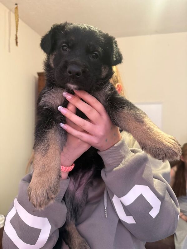 German Shepherd puppies for sale in Norwich, Norfolk – 6 weeks old - Image 3 of 3
