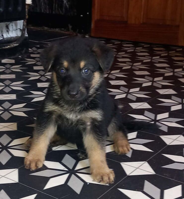 German Shepherd puppies for sale in Huddersfield, West Yorkshire – 9 weeks old