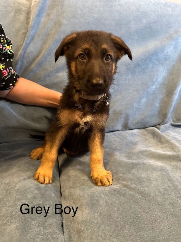 German Shepherd puppies for sale in Aylesbury, Buckinghamshire – 8 weeks old - Image 2 of 3