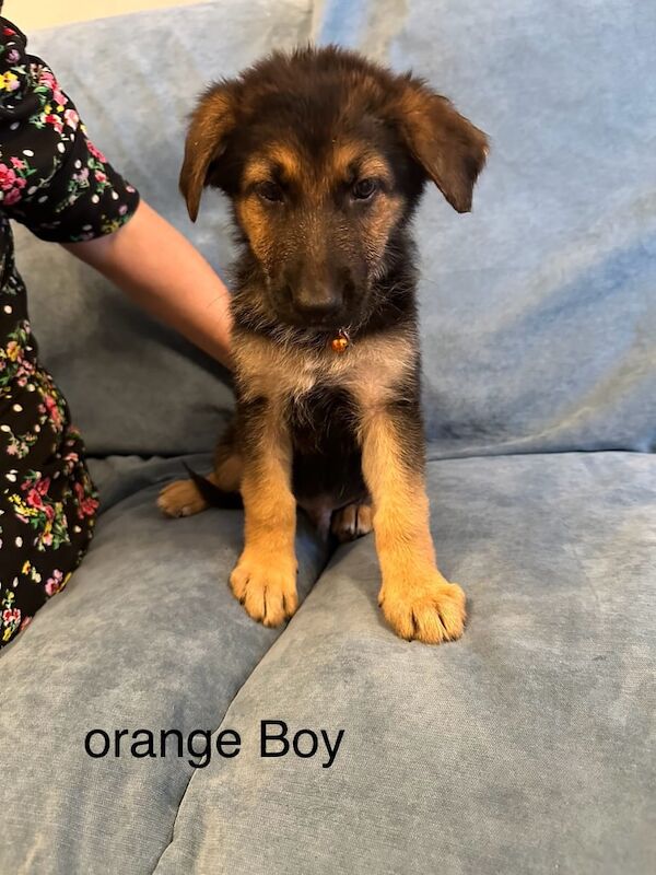 German Shepherd puppies for sale in Aylesbury, Buckinghamshire – 8 weeks old - Image 3 of 3