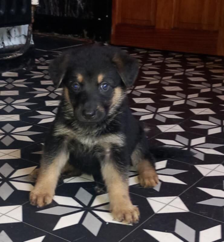 German Shepherd puppies for sale in Huddersfield, West Yorkshire – 9 weeks old