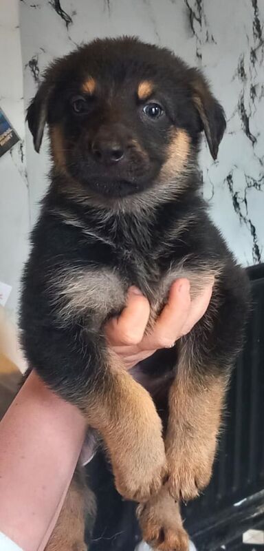 German Shepherd puppies for sale in Huddersfield, West Yorkshire – 9 weeks old - Image 2 of 3