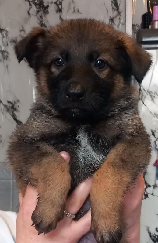 German Shepherd puppies for sale in Huddersfield, West Yorkshire – 9 weeks old - Image 3 of 3