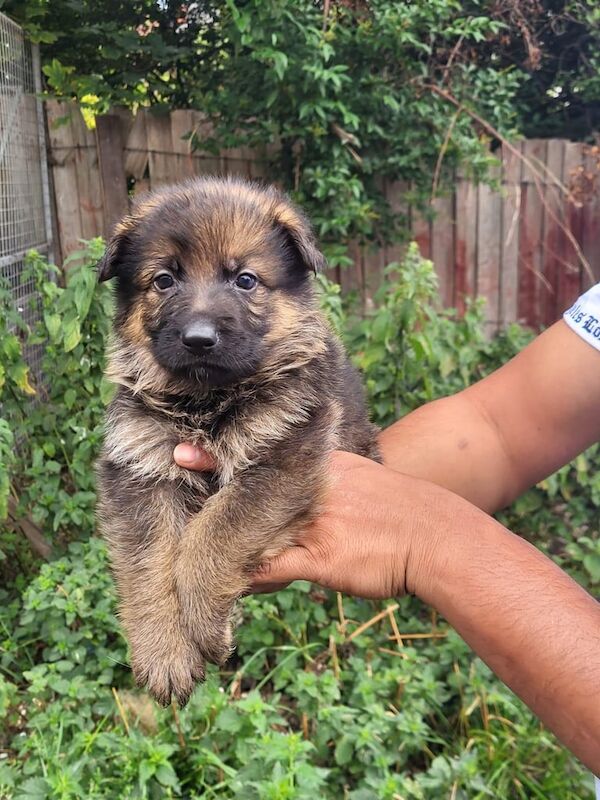 German Shepherd puppies for sale in Handsworth, West Midlands – 9 weeks old