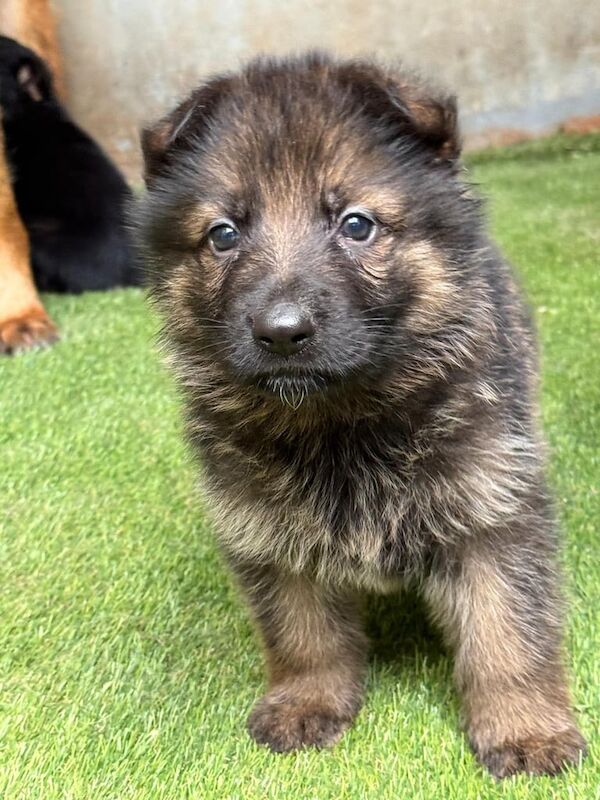 German Shepherd puppies for sale in Handsworth, West Midlands – 9 weeks old - Image 2 of 3