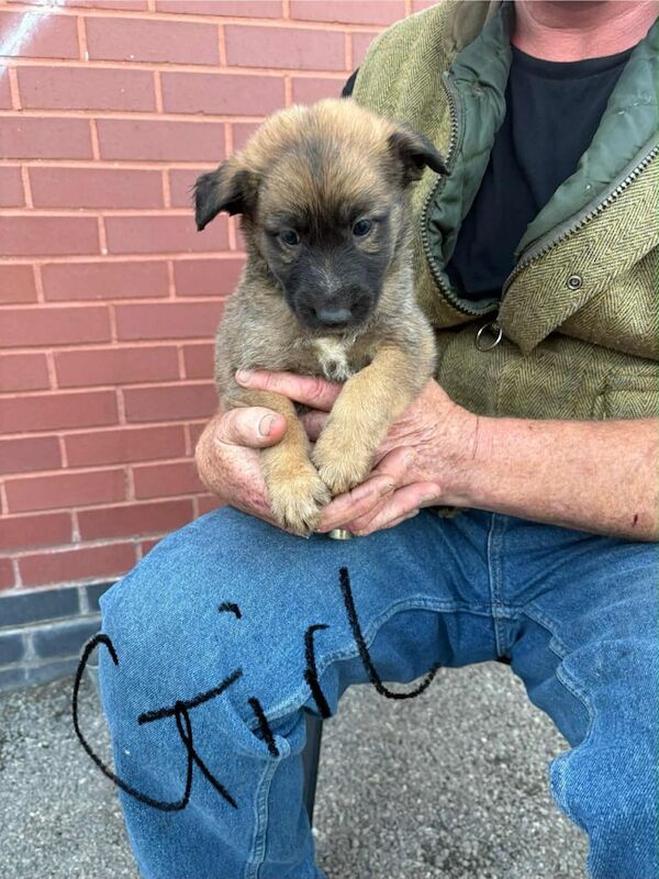 German Shepherd puppies for sale in Bishop Auckland, Durham – KC registered, 8 weeks old