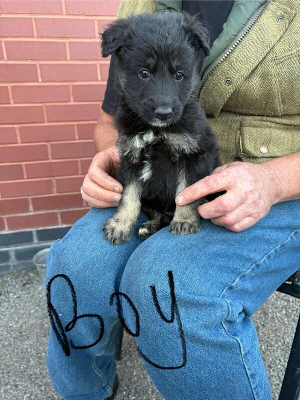 German Shepherd puppies for sale in Bishop Auckland, Durham – KC registered, 8 weeks old - Image 2 of 3