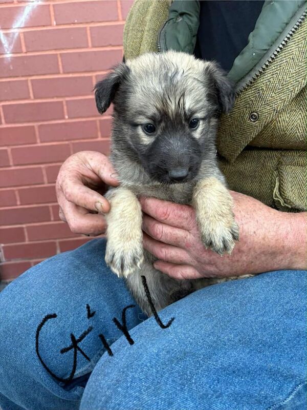 German Shepherd puppies for sale in Bishop Auckland, Durham – KC registered, 8 weeks old - Image 3 of 3