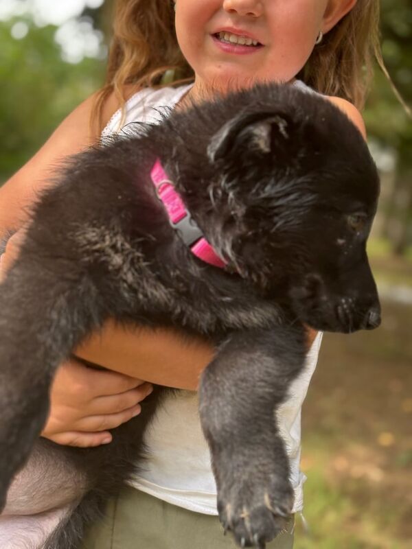 German Shepherd puppies for sale in Winchester, Hampshire – 7 weeks old