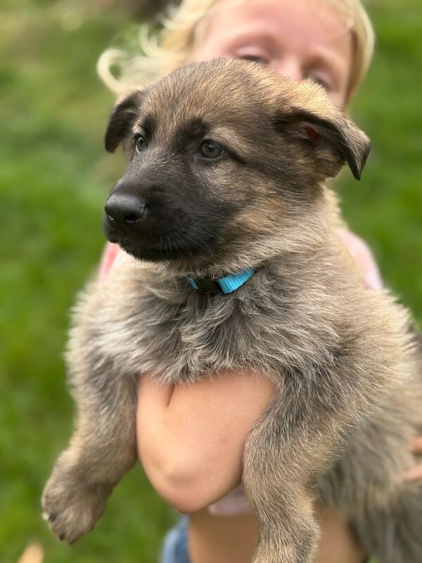 German shepherd puppies - Image 2 of 3