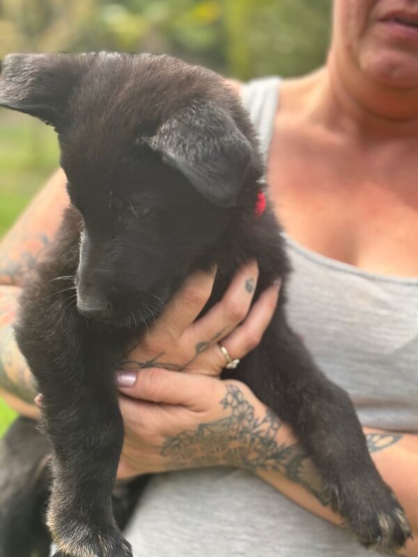 German shepherd puppies - Image 3 of 3