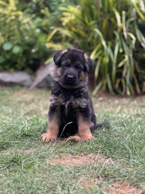 German Shepherd puppies for sale in Coventry, West Midlands – 5 weeks old